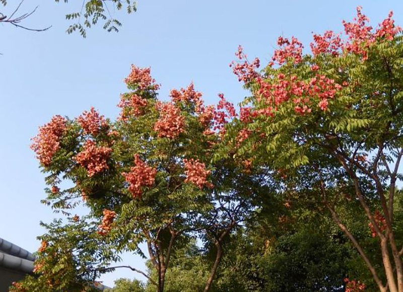 全緣葉欒樹(shù)